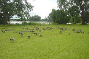 lakeside geese.jpg - Climb Stones at Wicksteed Park!